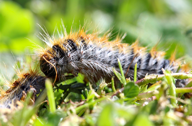 Actu chenilles urticantes